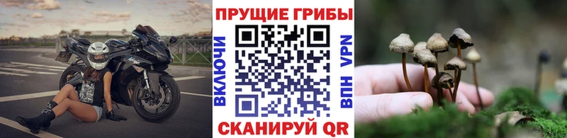 Псилоцибиновые грибы Cubensis  Багратионовск 